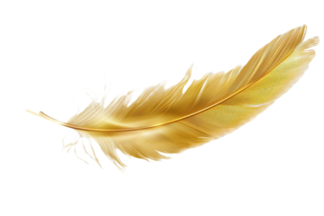 Gold feather isolated on transparent background