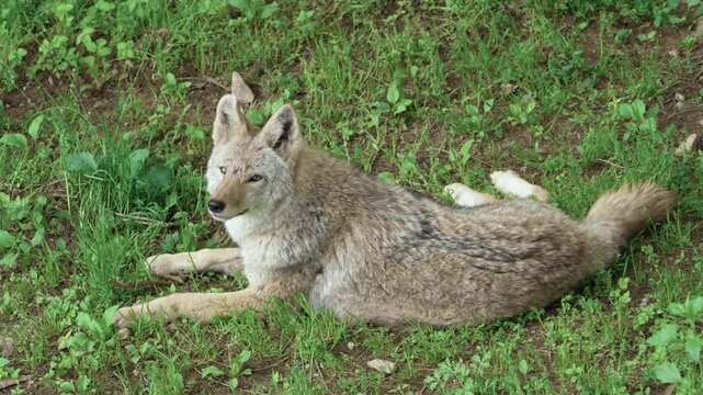 Eastern Coyote Hybrid Lying Down The Grassy Ground. High Angle Shot