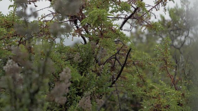Narrow focal length of exotic plant in los paramos de el pedregal, mejia canton, province of pichincha, ecuador