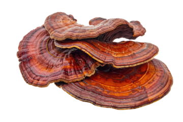 reishi mushrooms isolated on white or transaprent png