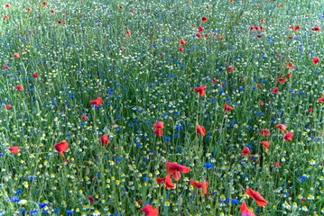 Meadow with chamomiles and poppies.