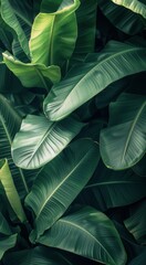 Fototapeta premium Lush Green Tropical Leaves Close Up