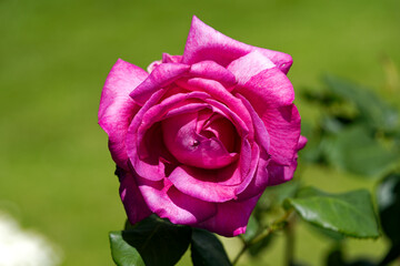 Close-up of blossom of beautiful pink rose at garden at Swiss City or Zürich on a sunny spring day. Photo taken May 29th, 2024, Zurich, Switzerland.
