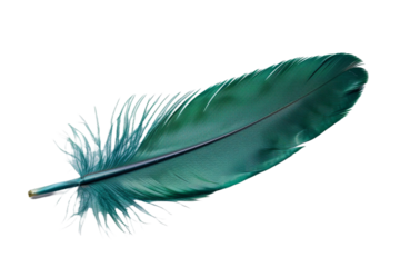 Green feather isolated on transparent background