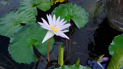 Putple and white water lily in the pond. Water flower is over water and green leaves.