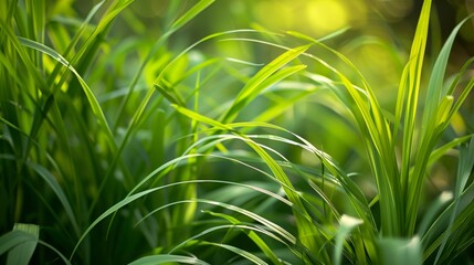 Fototapeta premium lemongrass, nature 