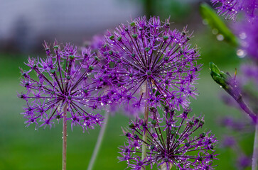 Allium hollandicum, the Persian onion or Dutch garlic, beautiful big blue blossom shining with raindrops illuminated by sunlight, close up