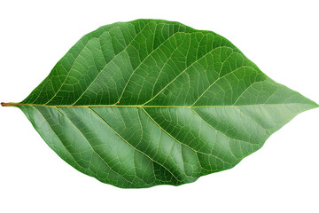 Obraz premium Green leaf with water drops isolated on transparent background