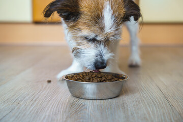 Ein kleiner Terrier Hund frisst aus einem Hundenapf Trockenfutter. Küche, Haustier.