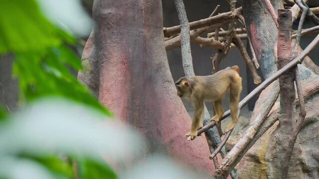 Male Macaque monkey hanging on a tree branch in a jungle zoo with forest and trees. Cute adult ape mammal species looking around, chewing food. Turns his back, and jumps from the tree. Tropical scene