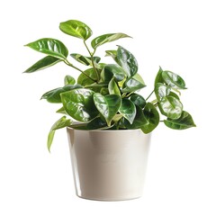Vibrant green potted plant with lush leaves in a white pot, perfect for indoor decoration and adding a touch of nature to your space.