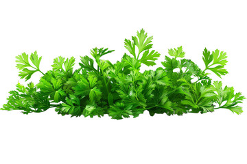 Obraz premium Green parsley isolated on transparent background