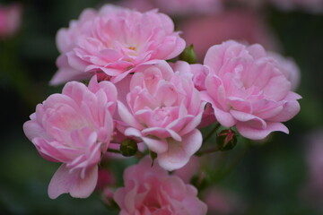 Zarte rosa Rosenblüten