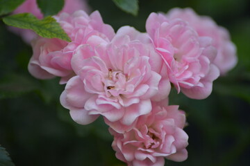 Rosa Rosenblüten im Fokus