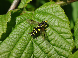 Superb ant-hill hover fly (Xanthogramma pedissequum), male resting on a bramble leaf