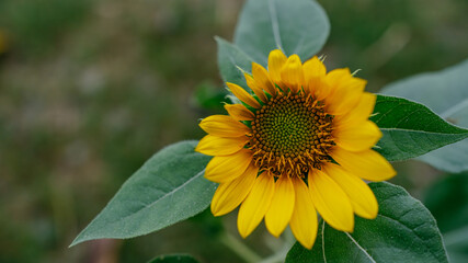Obraz premium Close-up yellow sunflowers with a blurry background. Sunflower in the garden.