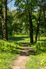 Path in the forest among trees and green plants on a sunny day