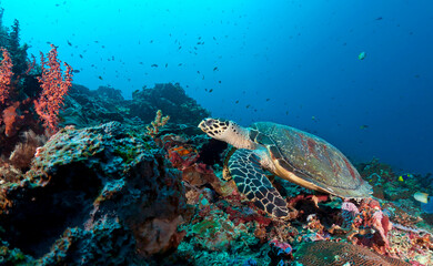 turtle and coral reef