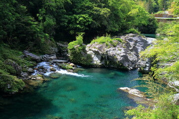 汗見川の亀岩　新緑の季節　（高知県　本山町）