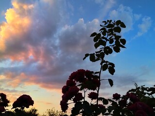 Dark outline of plants against a blue sky with colorful clouds