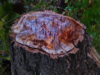 Grass on a stump