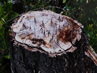 Grass on a stump against the background of vegetation