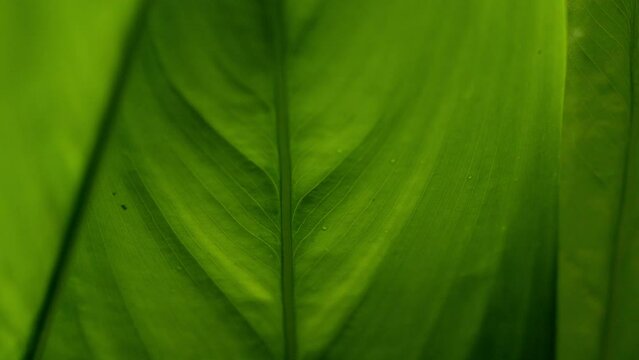 Araru or Arrowroot Plant (Maranta Arundinacea). A Tropical Plant Species Belonging to the Marantaceae Family in the Order Zingiberales