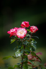 茨城フラワーパークの満開のバラ