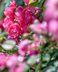 茨城フラワーパークの満開のバラ