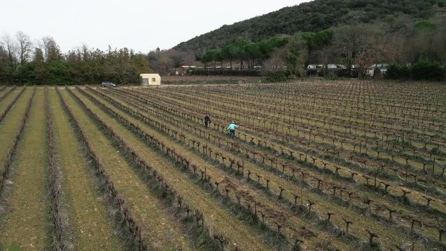 slow motion drone view of a large vineyard where a senior man and woman prune and care for the vines