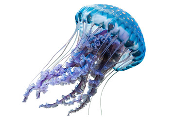 Jellyfish isolated on transparent background