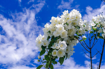 Blooming jasmine, white flowers on bushes in sunlight