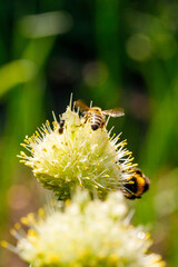 A bee with a bumblebee working on an onion flower