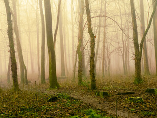 Fairy tale magical forest in the fog. Beautiful landscape in yellow tones. Atmospheric woods in the...