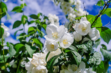 Jasmine, white flowers on branches in garden. Spring flowering o