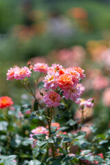 茨城フラワーパークの満開のバラ