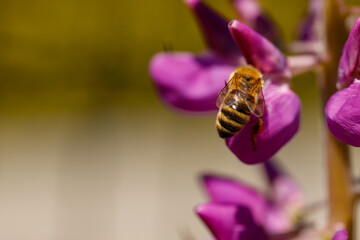 A bee working on lupine © TomaszGwóźdźFoto