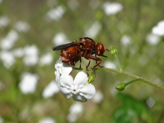 Ferruginous bee-grabber fly (Sicus ferrugineus) sitting on a white forget-me-not flower