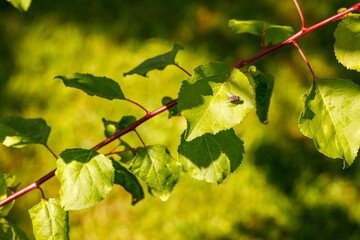 A fly resting on a leaf © TomaszGwóźdźFoto