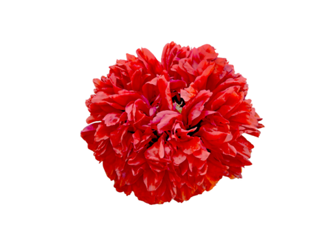 Big red poppy flower isolated, macro view