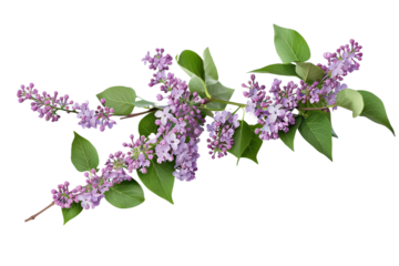 Lilac branch isolated on transparent background