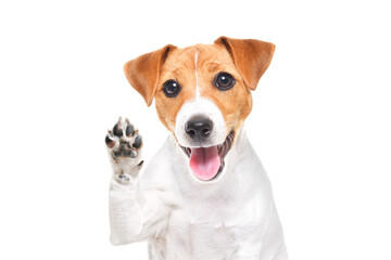 Portrait of a funny Jack Russell terrier dog waving his paw isolated on a white background