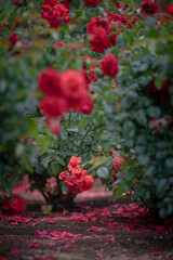 茨城フラワーパークの満開のバラ