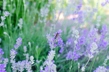 A bee collects pollen on lavender flowers. Concept of summer flowers. Lavender is blooming. Horizontal orientation. Selective focus. Copy space