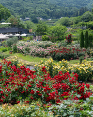 茨城フラワーパークの満開のバラ