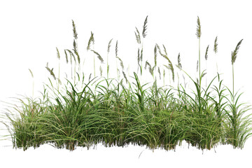 Obraz premium Meadow grass row prairie cutout transparent background