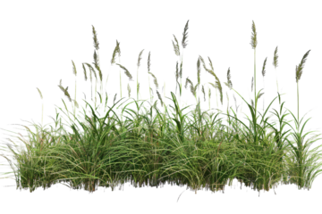 Meadow grass row prairie cutout transparent background