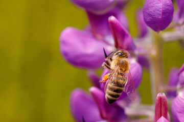 A bee working on lupine