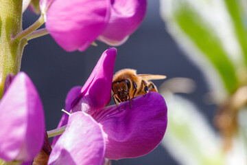 A bee working on lupine © TomaszGwóźdźFoto