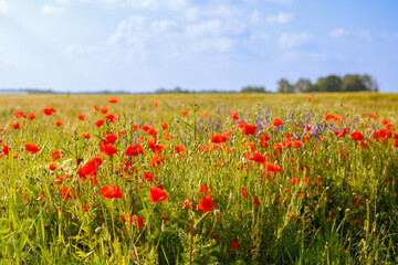 Poppy in beautiful meadows in summer